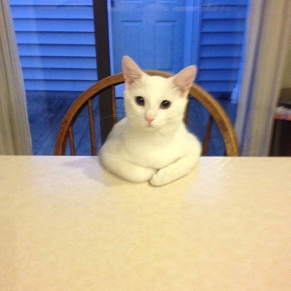 Um Did You Know That Buzzfeed Has An All Cats Newsletter