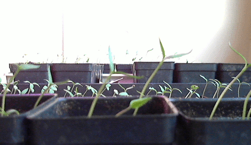 When a plant isn't getting enough light, it does the slow, daily work of literally growing in the direction of the nourishment it needs. Growing towards the people and things that bring you light, even when you feel like you're in the dark, is difficult but worth it.