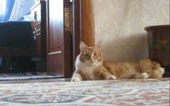 Team Cat