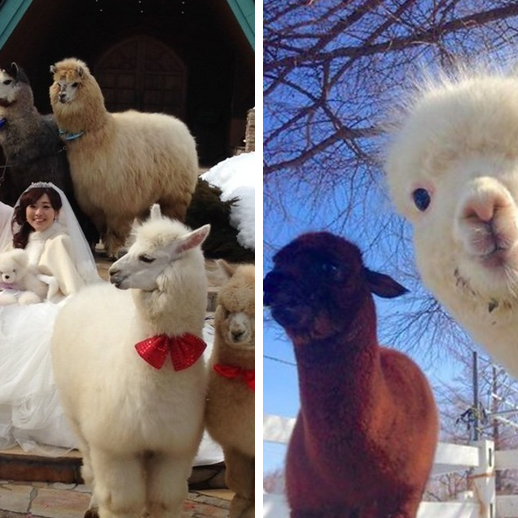 There's A Hotel In Japan Where You Can Rent An Alpaca To Be At