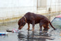 How Hurricane Katrina Turned Pets Into People Buzzfeed News