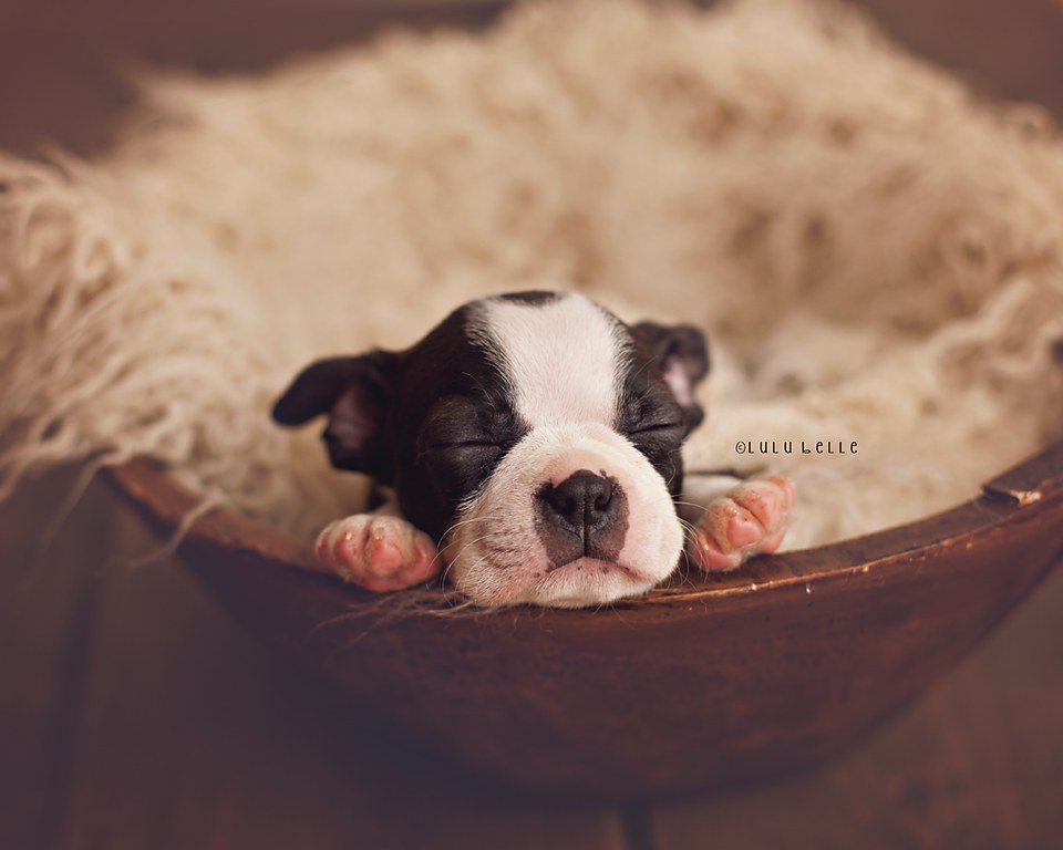This Newborn Puppy Photoshoot Will Make Your Day