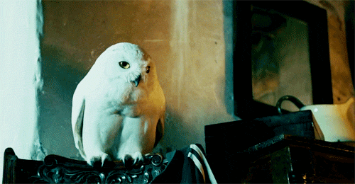 Owl