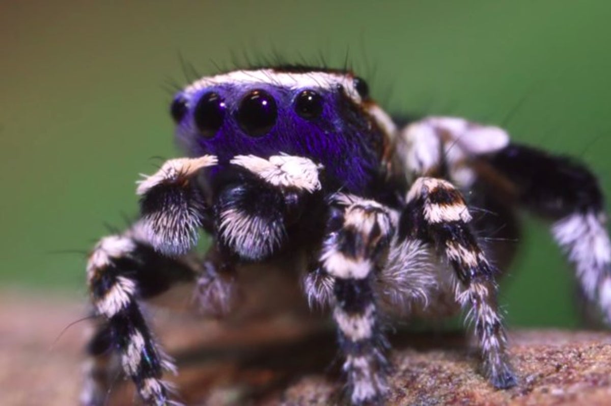 Spider Song & Dance - Pest Control Technology