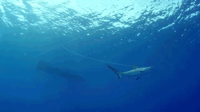 Yep, Shark Week's back! So dance your butts off!