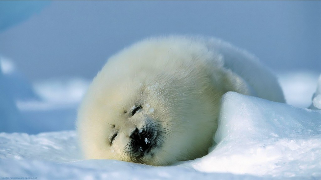 What is this little buddy dreaming about? Whatever it is, he's happy!