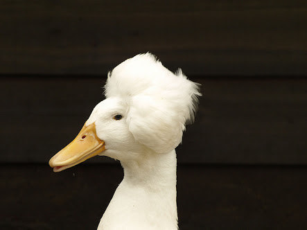 Some ducks can rock a makeover, some can't.