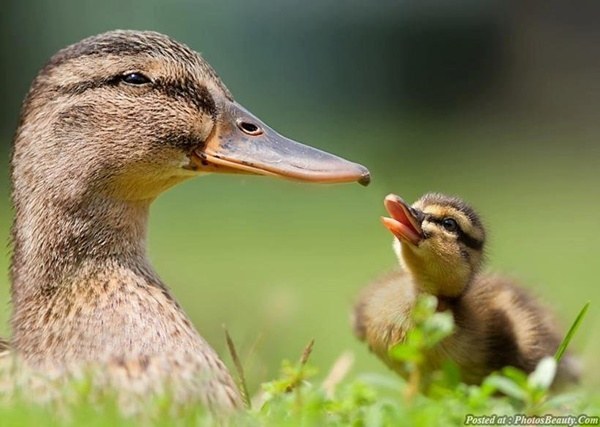 Dem maternal instincts doe.