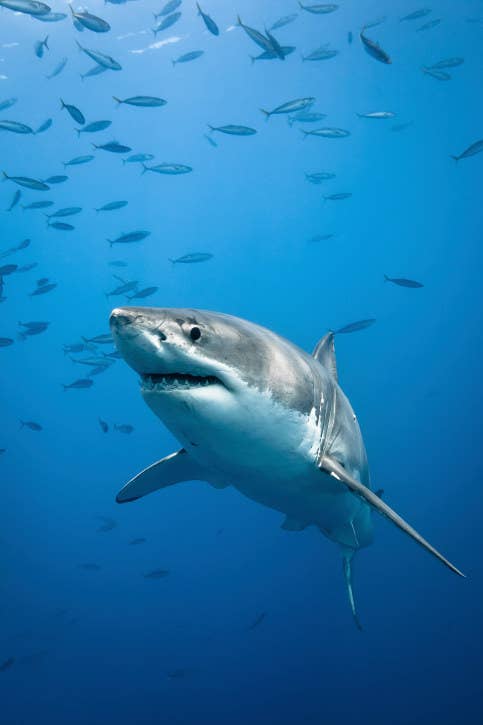 16 Great White Sharks Who Think They're Just Ok