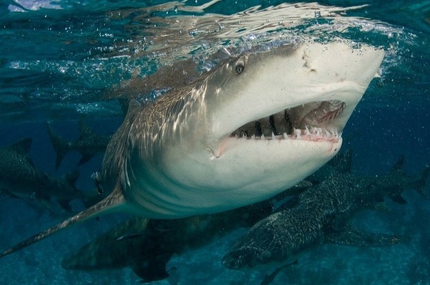 What s Your Shark Name What s Your Shark Name