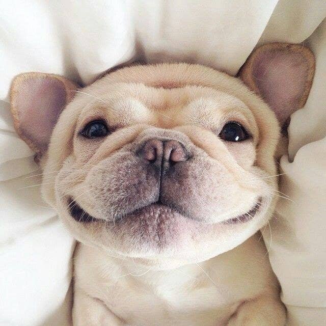 Mein Lustige Hunde Fotos Witzige Hundebilder Lachende Tiere
