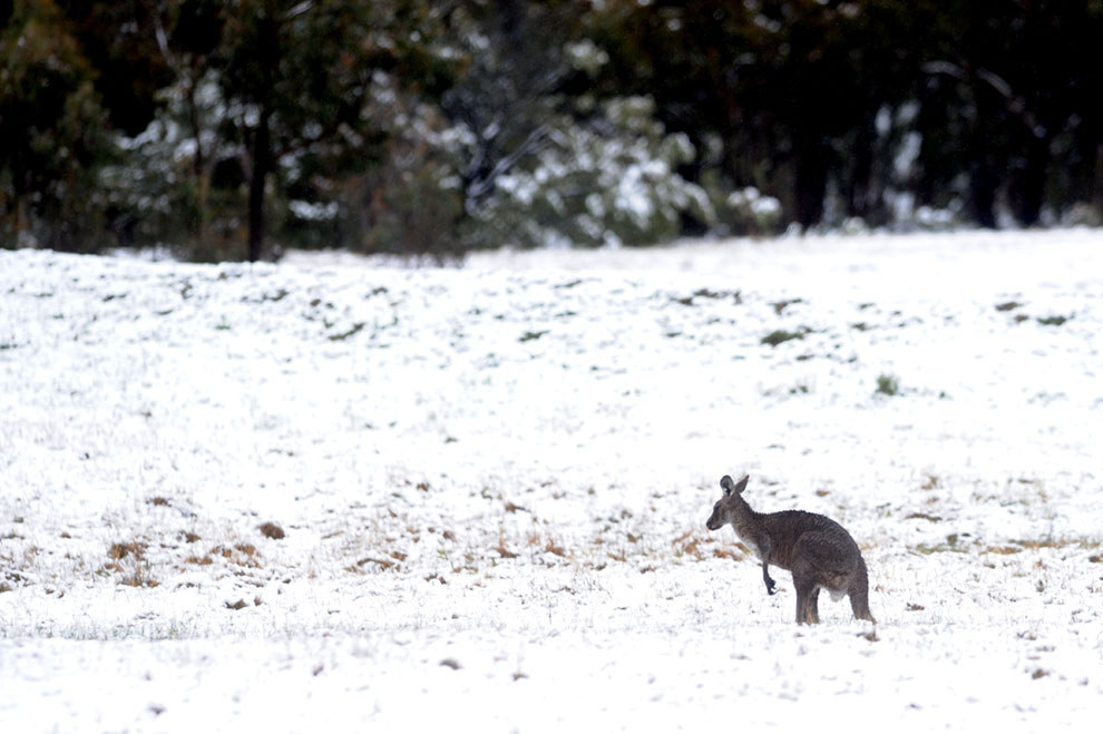 Sydney can expect an average maximum of 15 degrees over four days, while Canberra's forecast is for an average maximum of about eight degrees. Brisbane will reach a maximum of 22 degrees on Saturday before falling to 17 on Sunday and just 15 on Monday. The added wind chill will also make it feel four to five degrees cooler on Sunday.