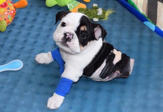 This sweet little bundle of cuteness is Bonsai. He's a rescue English bulldog from Arkansas and was born on April 17.