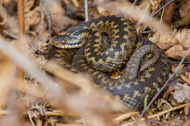 The adder (Britain's most dangerous snake)