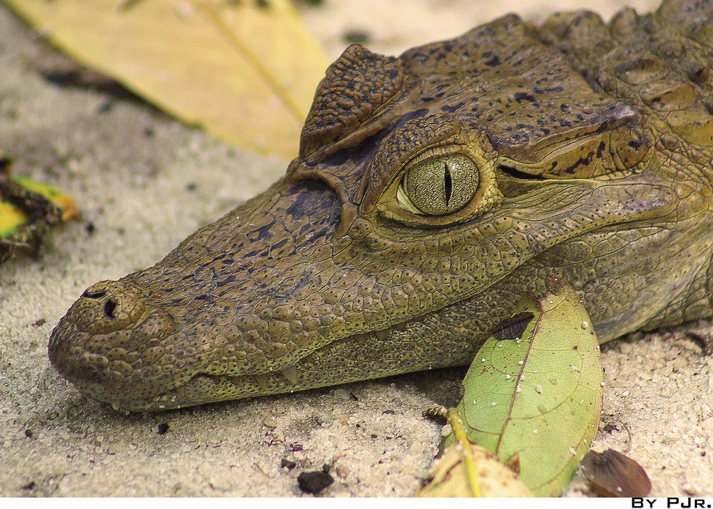 O bichinho aí em cima é jacaré tinga, nativo do lago Paranoá. A espécie já foi alvo de estudos em Brasília. Além disso, vivem no lago capivaras, cobras e várias espécies de aves aquáticas, além de outros animais.