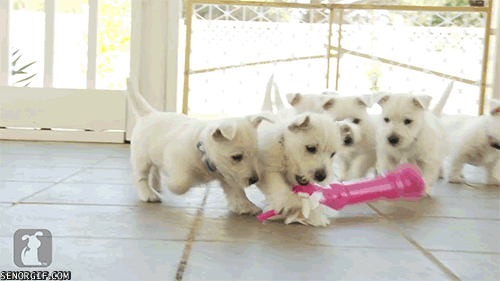 Puppies share, because they are good puppies.