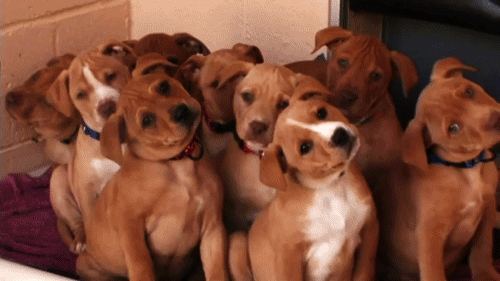 Did you say something?