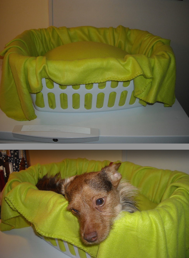 25 Genius Hacks That Make Having A Dog So Much Easier