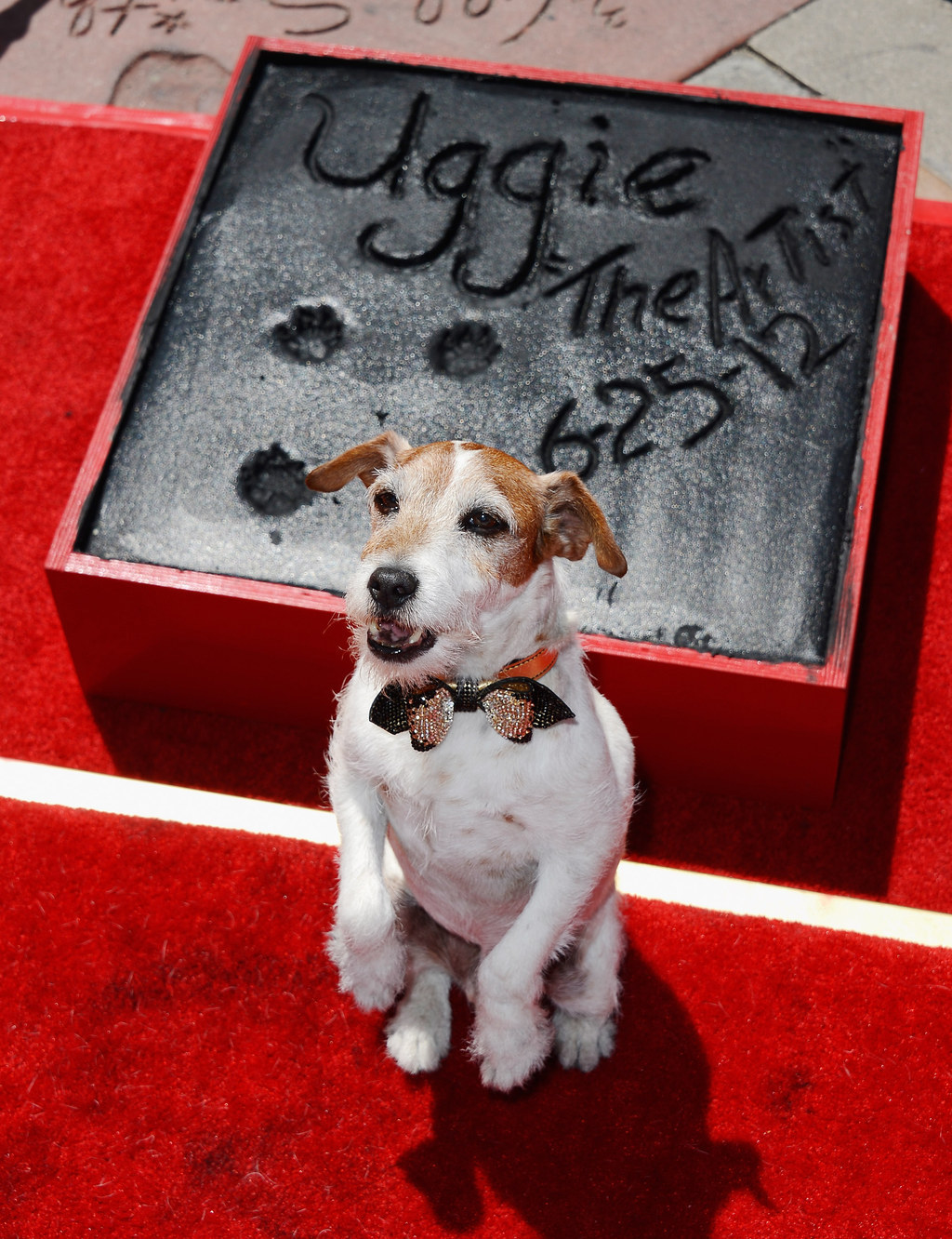 uggie the jack russell uggie the jack russell