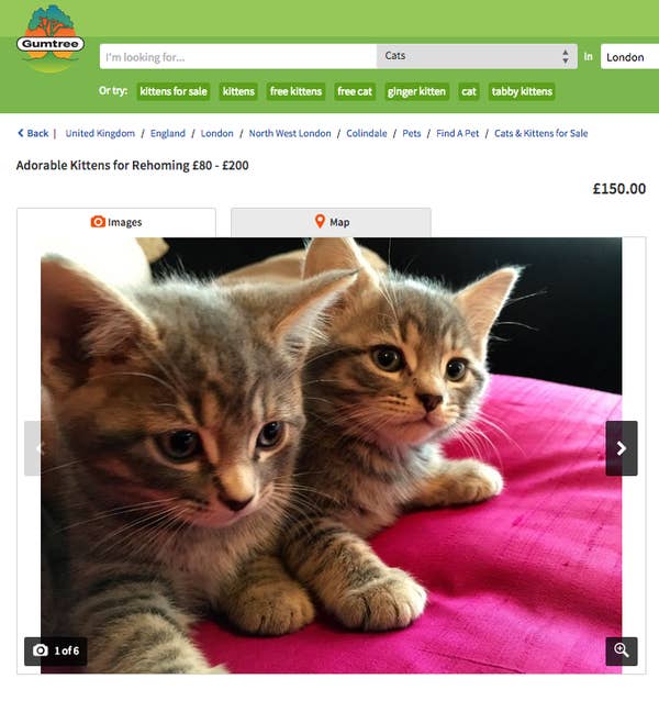 The 25 Struggles Every Catless Cat Person Will Understand