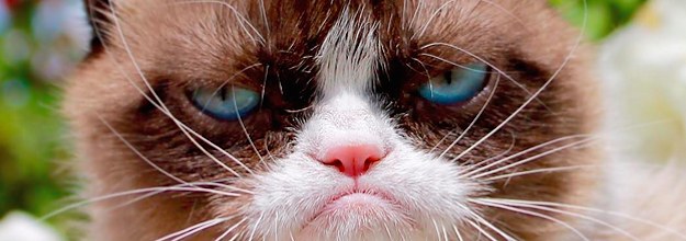 Grumpy cat male or female sales