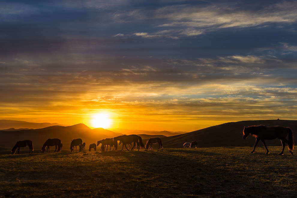 Wild horses always get in the way of your sunset shots.