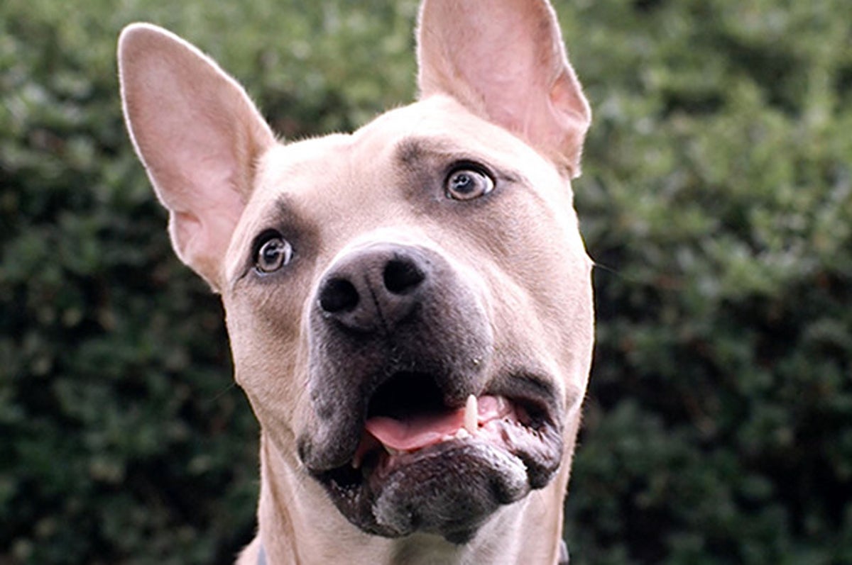 Why Do Dogs Bark When They Hear Other Dogs