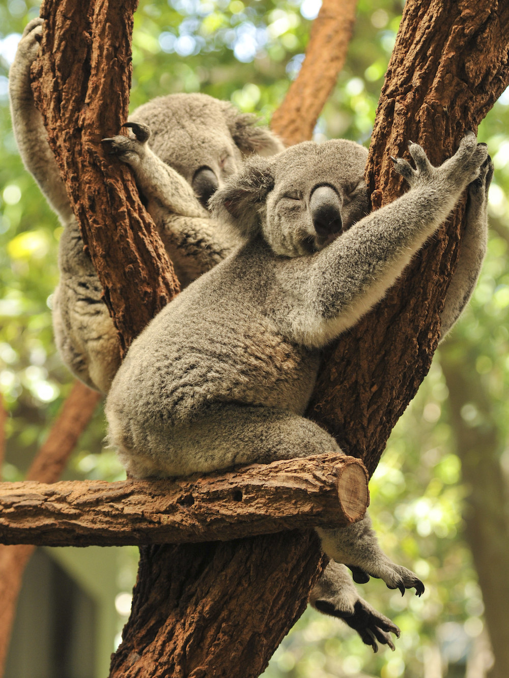 Коала На Дереве