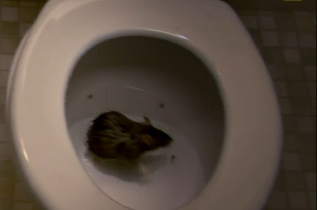 The Way Rats Get Into Toilets Is Terrifying