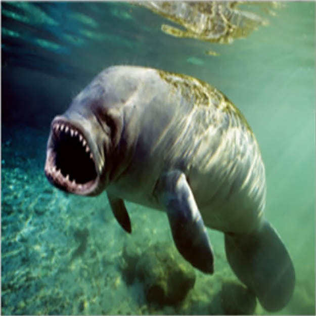 manatee warmie