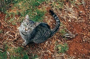 We Visited Larry Ellison S Hawaiian Cat Ranch