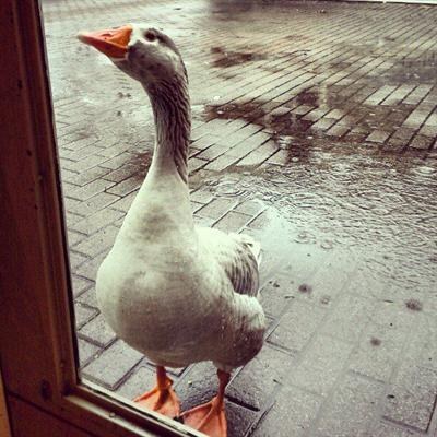 Jorge the Goose is both respected and feared in his efforts to patrol lower lake. He's basically the giant squid.
