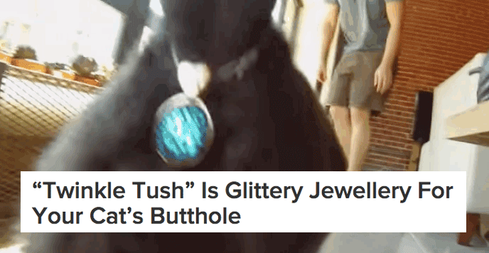 Essentially a vajazzle for a cat's anus.