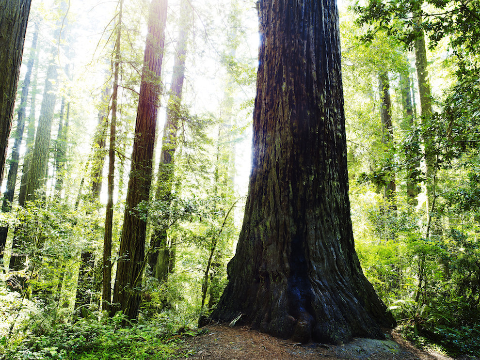 Redwood National Park (California)