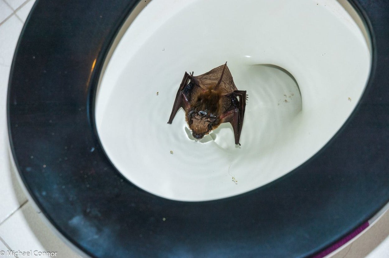 A Little Brown Bat Got Lost And Ended Up In A Canadian Man’s Toilet