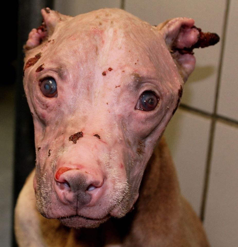 This Dog Was Rescued After She Was Doused With An Acid Normally Used To 