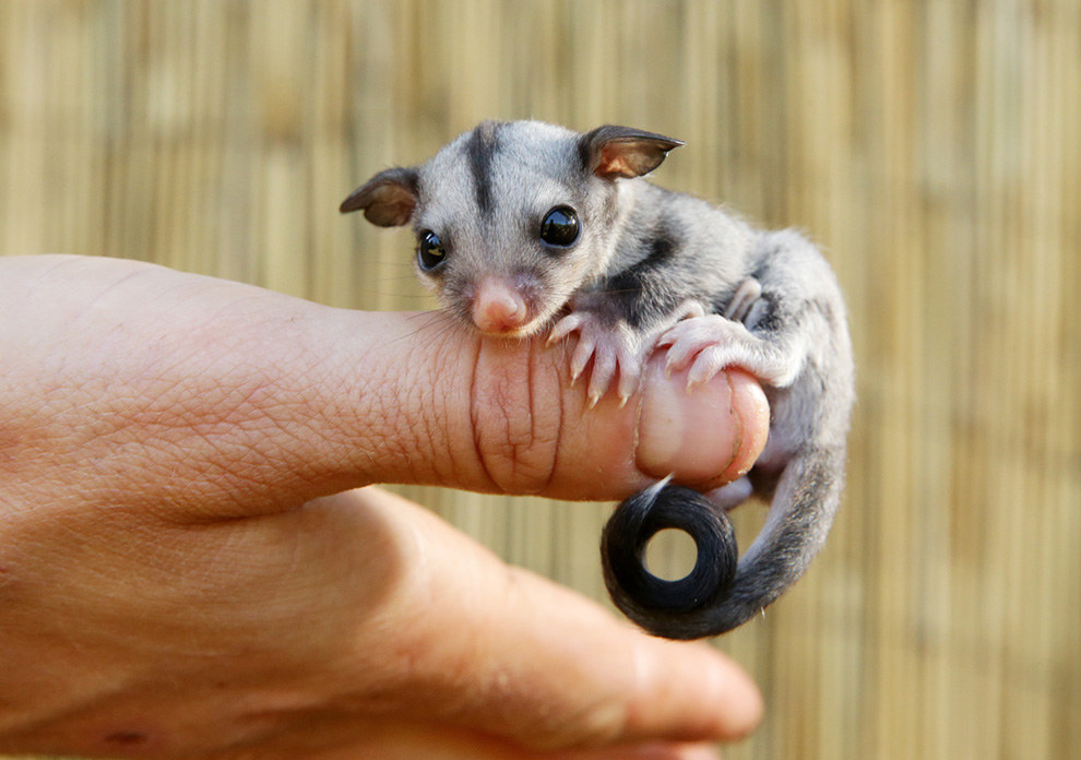 cute baby sugar glider