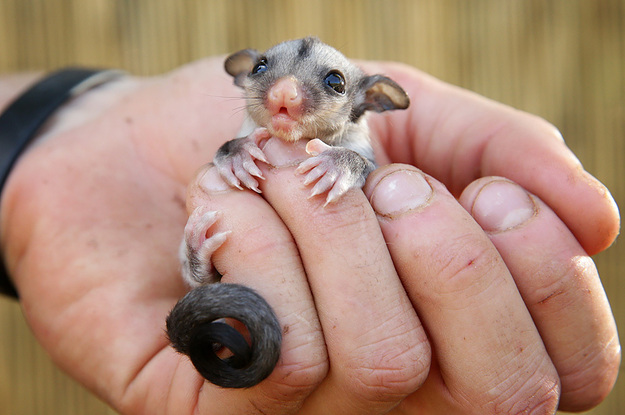 These Pictures Of A Baby Sugar Glider Are So Cute It Hurts