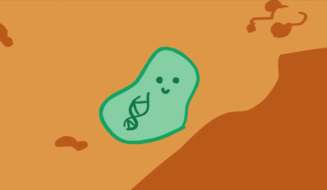 That bacteria then sticks to the wall of the bladder and replicates, causing the hellish, painful infection, Dr. Benjamin M. Brucker, assistant professor of Urology and Obstetrics and Gynecology at NYU Langone Medical Center, tells BuzzFeed Life.