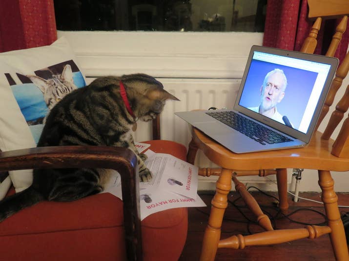 When it came to voting, Ned had several options: Andy Purr-nham, Yvette Coo-paw, and Mew Labour candidate Liz Kat-ndall were all in contention.