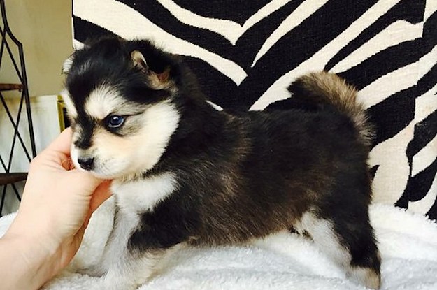 19 Unusual Crossbreed Dogs That Prove Mutts Are The Ultimate Cute