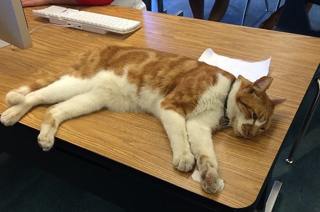 A Cat Hung Around A High School So Much That They Made Him A Student