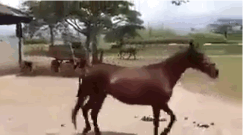 funny baby horse gif