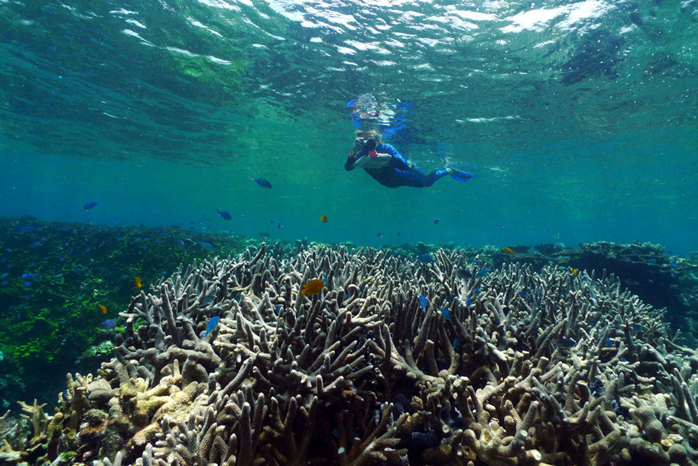 18 Stunning Pictures Of The Great Barrier Reef That Prove It Looks As ...