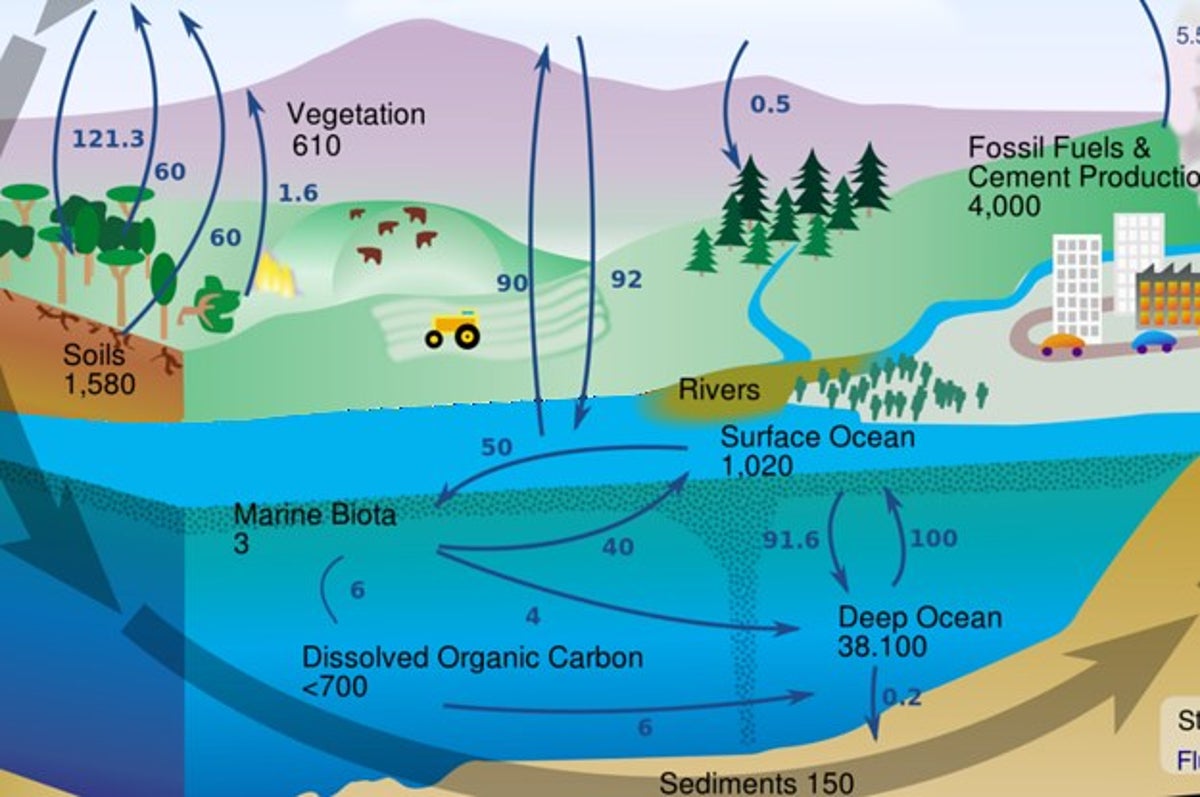 Meaning Of Carbon Cycle With Example