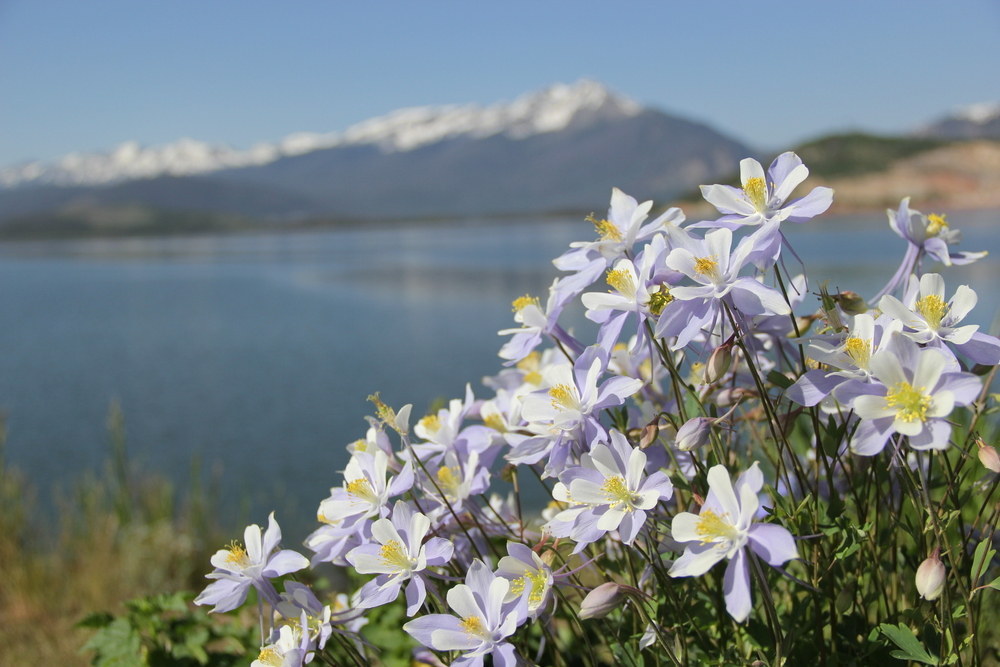 Like the state flower, the Rocky Mountain Columbine.