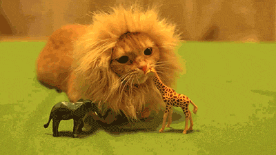 "Nomnom. Rawr."