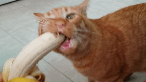 This Cat Devours A Banana And It Is Just So Darn Cute