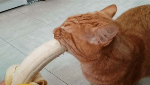 Image result for cat eating banana gif