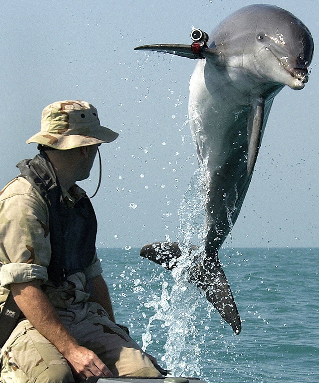 Since the 1960s, the United States Navy Marine Mammal Program has trained various sea mammals for combat, reconnaissance, and recovery missions. The dolphins of MK6 have served everywhere from Vietnam to the Persian Gulf, gathering intelligence, locating underwater mines, and keeping a watchful eye for incoming enemy swimmers.